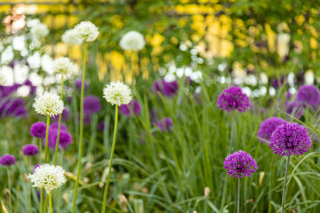 Onion genus Allium flowering plants. Globe-like flower-heads vibrant purple flower