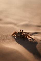 Crab on a beach at sunset