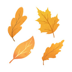 Hand Drawn Autumn Leaf Isolated On A Transparent Background