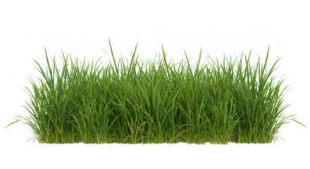 Patch of green grass isolated on transparent background