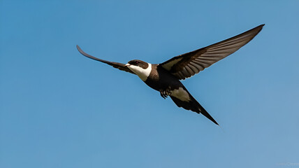 Fototapeta premium White-throated needletail soaring at full speed against a bright blue sky
