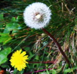 dandelion on a green background
