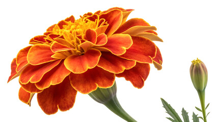 Fototapeta premium marigold isolated on white background PNG. AI GENERATED 