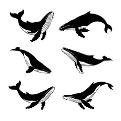 Set of six black and white vector illustrations of humpback whales in various swimming poses, shown in profile and dynamic motion, isolated on a white background.