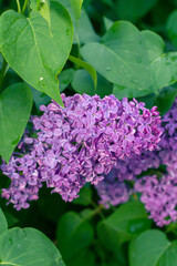 Vibrant clusters of lilac flowers blooming amidst lush green foliage, showcasing delicate petals and rich colors, creating a serene and natural garden atmosphere