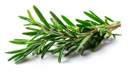 Fototapeta premium Fresh Rosemary Herb Isolated on White Background - Culinary Herb Photography