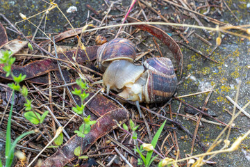 Snail with a spiral shell slowly moving across a forest floor covered in pine needles and small green plants, showcasing the beauty of nature and its intricate details