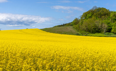 blühender Raps, Rapsfeld auf Rügen, Mecklenburg-Vorpommern, Deutschland