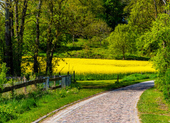 blühender Raps, Rapsfeld auf Rügen, Mecklenburg-Vorpommern, Deutschland