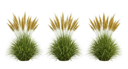 Three pampas grass plants isolated on transparent background