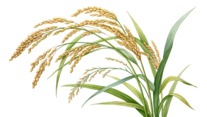 rice plant isolated on white background PNG. AI GENERATED
