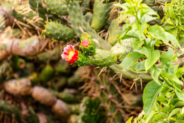 Austrocylindropuntia cylindrica pertenece a la familia de Cactaceae.