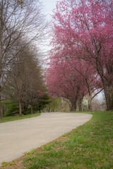 spring in the park