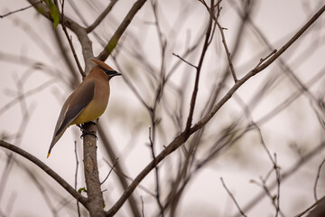 bird on a branch