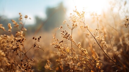 Obraz premium Golden hour field plants