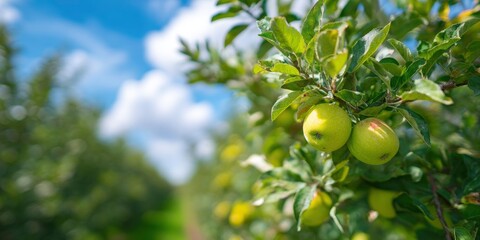 A tree with green apples hanging from it