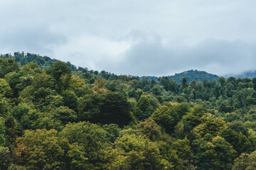 Obraz premium road to the mountains forest green in caucasus rainy foggy mood