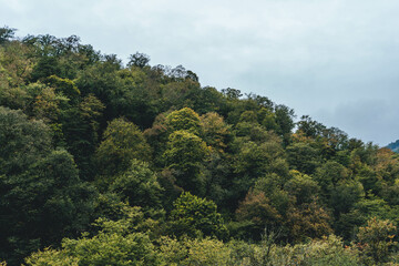 Obraz premium road to the mountains forest green in caucasus rainy foggy mood