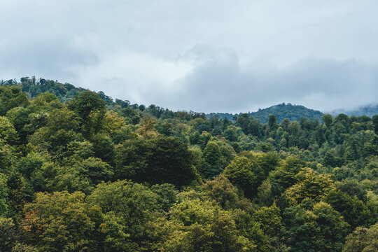 road to the mountains forest green in caucasus rainy foggy mood