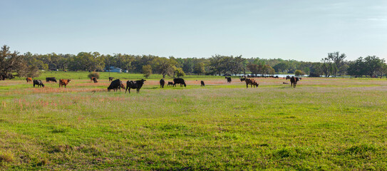 Panorama of a pasture with cattle on a bright spring day in central Florida