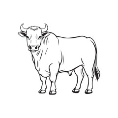 cow vector illustration
