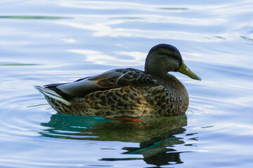 Fototapeta premium duck in the water