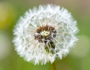 Fototapeta premium White Dandelion