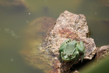 Grenouille