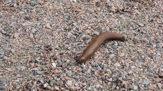 A brown slug maneuvering on a gravel surface scattered with small stones and soil