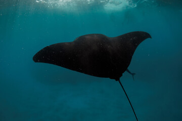 Manta ray fish swims underwater. Snorkeling with sting ray fish in tropical sea © artifirsov