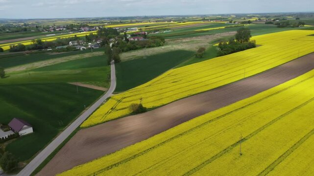 Ż&oacute;łte pola rzepak&oacute;w