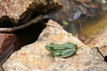 Grenouille