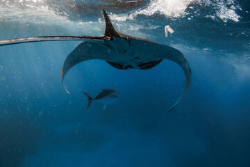Manta ray swims in ocean. Sting ray fish in dirty blue ocean © artifirsov