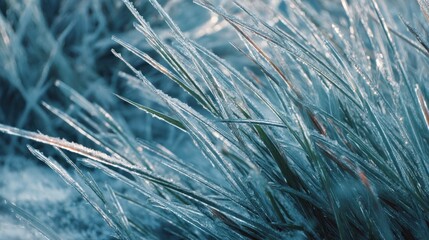 Frozen grass blades in the frost