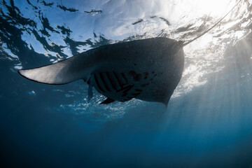Giant manta ray fish swims in ocean. Snorkeling with sting ray fish in blue sea © artifirsov