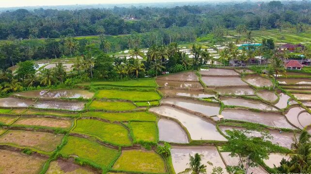 Drone footage captures the iconic Tegalalang Rice Terraces in Bali, Indonesia, showcasing tiered rice paddies and traditional Subak farming surrounded by tropical scenery.