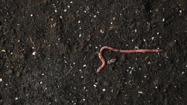 Compost Worm Crawling on Moist Ground Top View Place For Text
