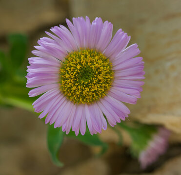 Beautiful close-up of erigeron glaucus