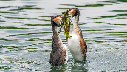 Balzende Haubentaucher auf dem Rhein