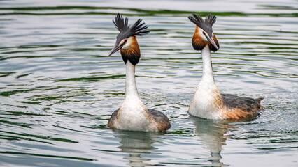 Balzende Haubentaucher auf dem Rhein