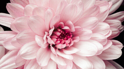 Delicate pink flower with layered petals and intricate center details