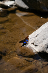 Blue Butterfly on a Water Puddle