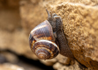 A snail firmly attached to the textured surface of a rock with its spiral shell is prominently displayed, displaying a beautiful pattern of brown and cream bands swirling outward from the top.