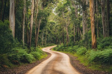 Fototapeta premium Winding dirt road through evergreen forest in tranquil natural setting during daytime, Evergreen forest nature background Traveling to national park of Australia