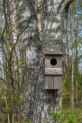 A simple wooden birdhouse is mounted on the birch tree