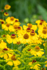 Helenium Hybruide Wesergold