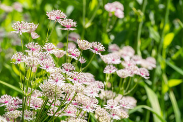 Astrantia major Sterndolde