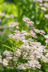 Astrantia major Sterndolde