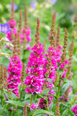 Lythrum salicaria Robert