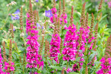 Lythrum salicaria Robert